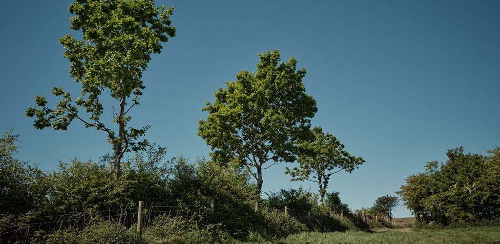 Hedgerow-trees