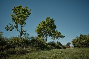 Hedgerow-trees Hedgerow-trees