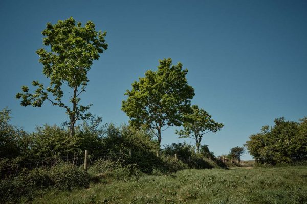 Hedgerow-trees