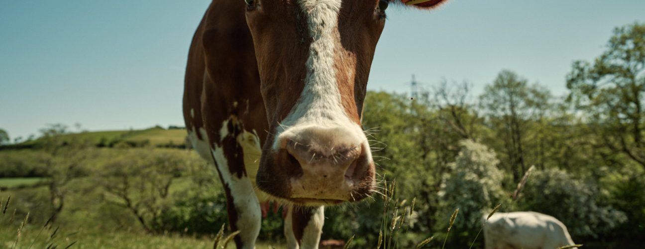 Thinking about agroforestry 2