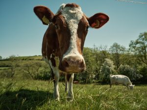 Thinking about agroforestry 2 Thinking about agroforestry 2