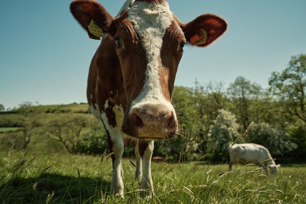 Thinking about agroforestry 2