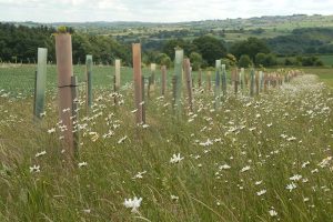 Tree alleys Tree alleys