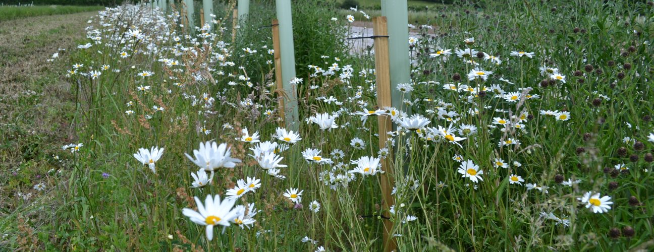 Agroforestry at Tolhurst Organics