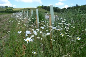 Agroforestry at Tolhurst Organics