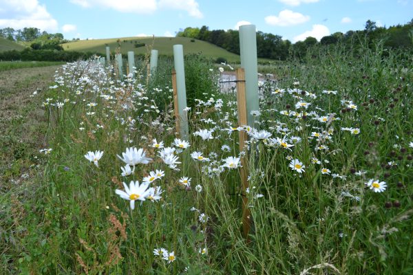 Agroforestry at Tolhurst Organics