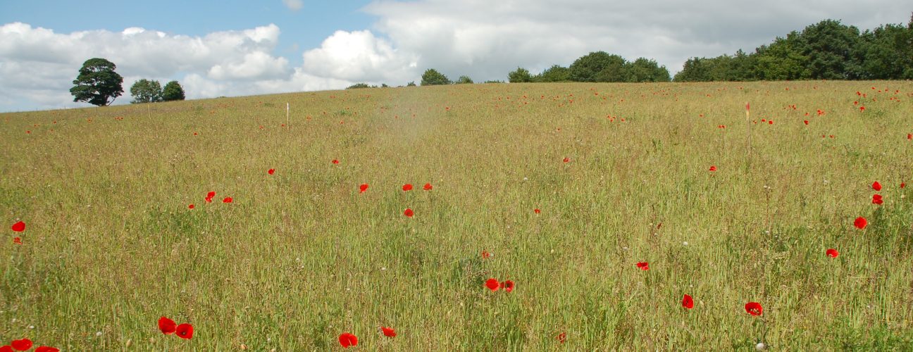 Field on the Frasers farm who are taking part in Oper8 trials