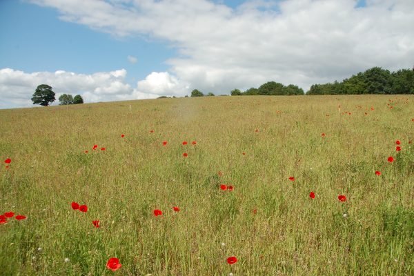 Field on the Frasers farm who are taking part in Oper8 trials