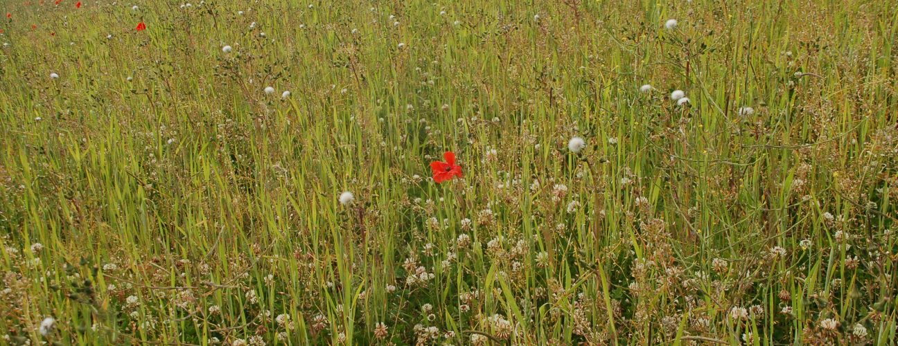 Emerged weeds Emerged weeds