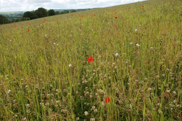Emerged weeds Emerged weeds