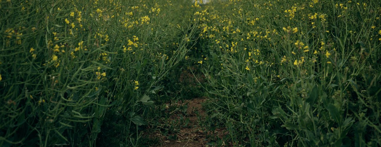 Oil seed rape Oil seed rape