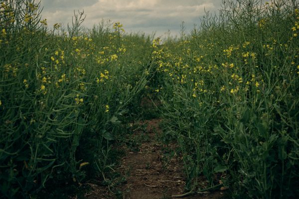 Oil seed rape Oil seed rape