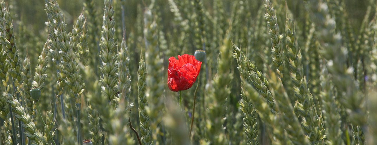 Poppy in wheat. Photo: Phil Sumption