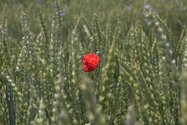 Poppy in wheat. Photo: Phil Sumption