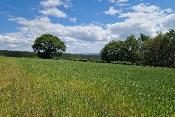 Bio4Ag Toolbox Indicators: emerged weeds Bio4Ag Toolbox Indicators: emerged weeds