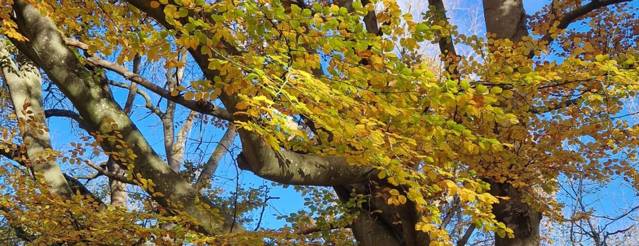 Oak tree Wytham Woods autumn