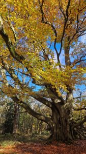 Oak tree Wytham Woods autumn