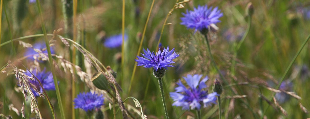 Cornflowers_meadow. photo: Phil Sumption
