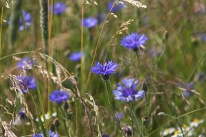 Cornflowers_meadow. photo: Phil Sumption Cornflowers_meadow. photo: Phil Sumption
