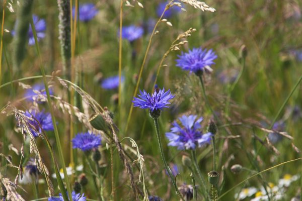 Cornflowers_meadow. photo: Phil Sumption