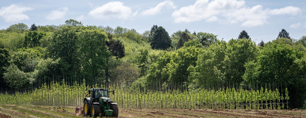 Field tree production. Photo credit – Hillier Tree Nursery/Ben Lee/WTML Field tree production. Photo credit – Hillier Tree Nursery/Ben Lee/WTML