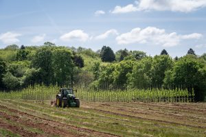 Field tree production. Photo credit – Hillier Tree Nursery/Ben Lee/WTML Field tree production. Photo credit – Hillier Tree Nursery/Ben Lee/WTML