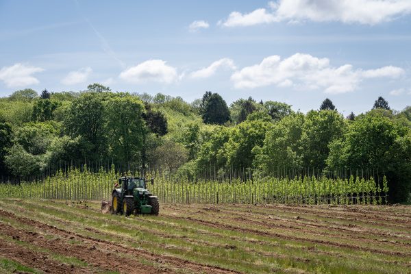 Field tree production. Photo credit – Hillier Tree Nursery/Ben Lee/WTML Field tree production. Photo credit – Hillier Tree Nursery/Ben Lee/WTML