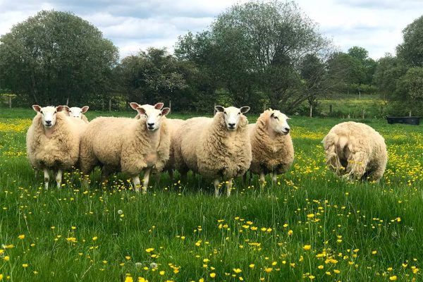 TOP-PICK-Healthy-livestock TOP-PICK-Healthy-livestock