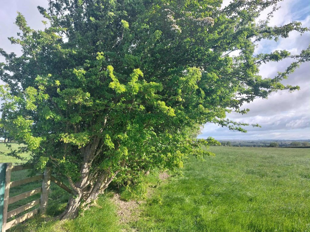 Agroforestry through the elements