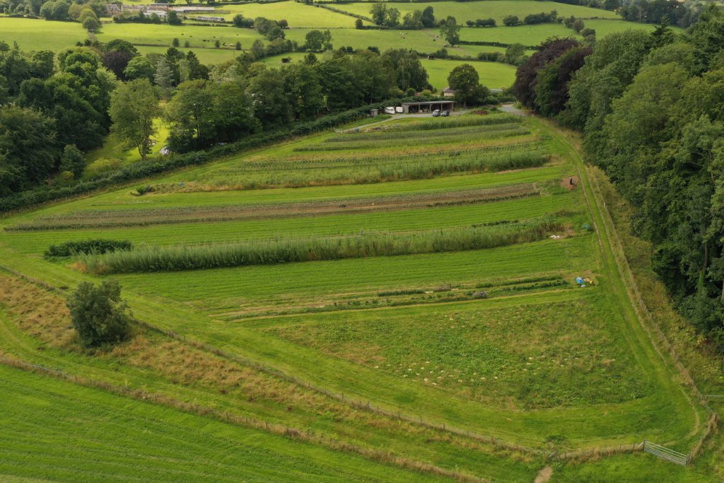 Overhead view of fruit nursery showing agroforestry strips