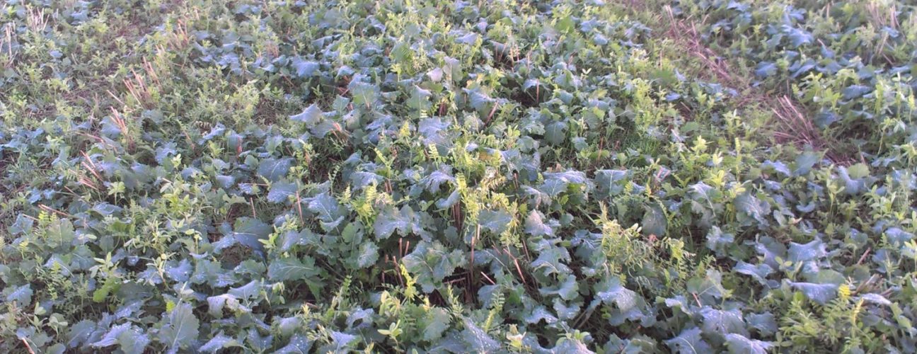 Companion crop of vetch and berseem clover in winter oilseed rape (Photo credit: Andrew Howard) Companion crop of vetch and berseem clover in winter oilseed rape (Photo credit: Andrew Howard)