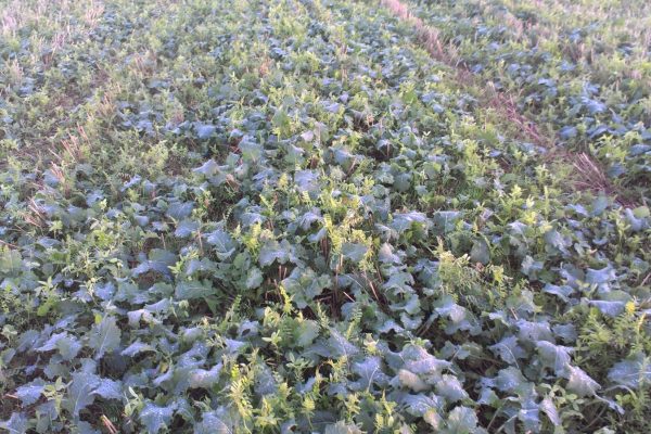 Companion crop of vetch and berseem clover in winter oilseed rape (Photo credit: Andrew Howard) Companion crop of vetch and berseem clover in winter oilseed rape (Photo credit: Andrew Howard)