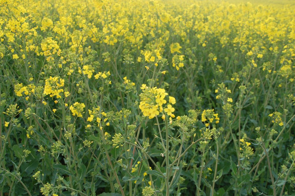 Oilseed rape