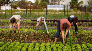 Workers on a Farm Fund supported project