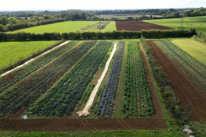 Fields of vegetables at Abbey Home farm Fields of vegetables at Abbey Home farm