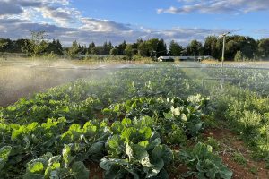 Abbey Home Farm irrigation. Photo courtesy of Andy Dibben