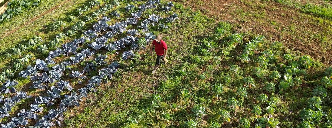 Andy Dibben walking through brassica crops