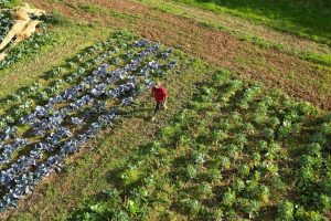 Andy Dibben walking through brassica crops Andy Dibben walking through brassica crops