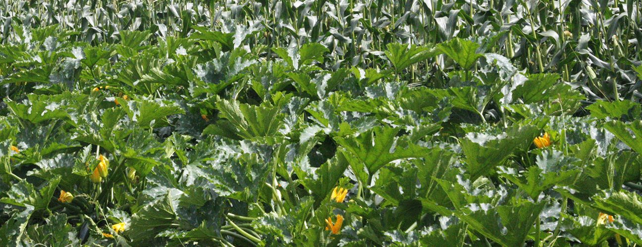 Courgettes and sweetcorn: Photo: Phil Sumption