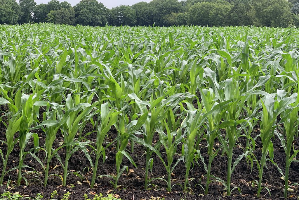 A field of maize with trees in the background