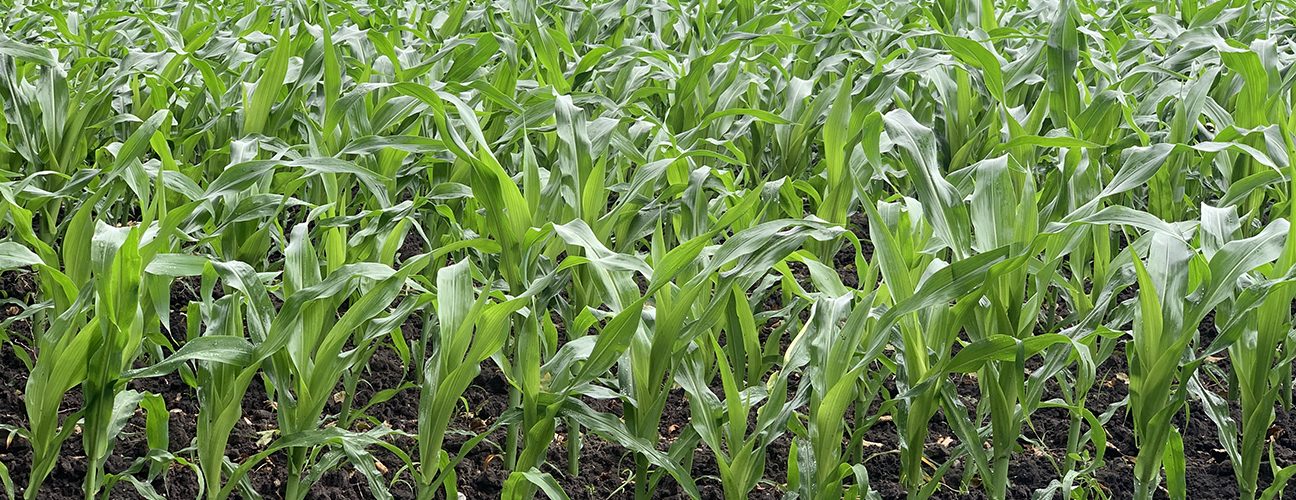 Maize. Photo: Phil Sumption