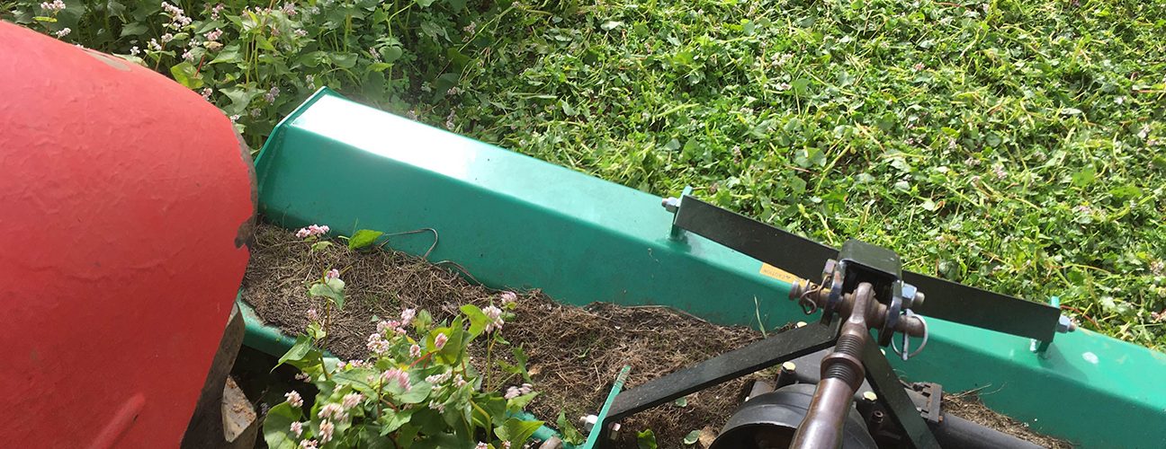 Mowing buckwheat. Photo credit Andy Dibben