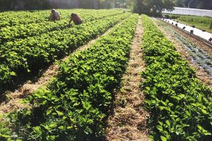 Strawberries at Hardwick. Photo: Tolhurst Organic Produce Strawberries at Hardwick. Photo: Tolhurst Organic Produce