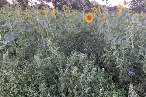 Cover crop mix