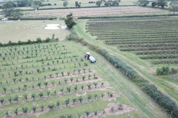 Glastonbury Nut Farm. Photo: Elsa Kent Glastonbury Nut Farm. Photo: Elsa Kent
