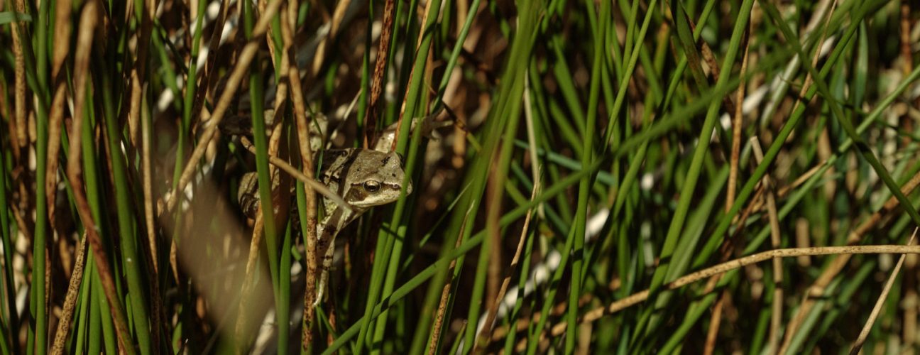 Frog in rushes on Strickley Farm in Cumbria (photo taken by Duncan Elliott)