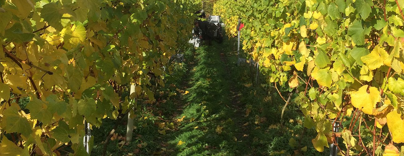 Vineyard in autumn. Photo credit: Phil Sumption Vineyard in autumn. Photo credit: Phil Sumption