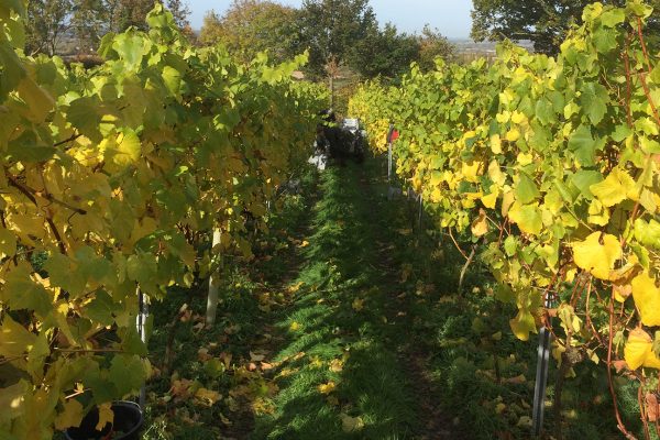 Vineyard in autumn. Photo credit: Phil Sumption Vineyard in autumn. Photo credit: Phil Sumption