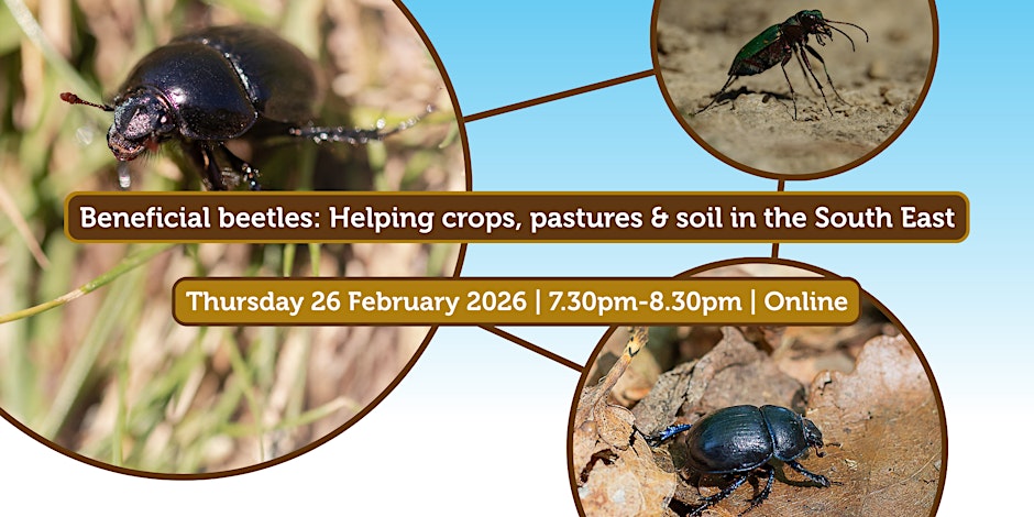 Beneficial beetles: Helping crops, pastures and soil in the South East