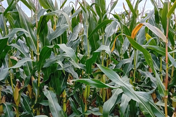 Maize. Photo: Laura Gude